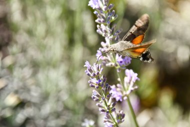 Galio the sfenks, nektar toplamak için, lavanta kokulu çiçekler üzerinde uçar. Galio sfenks, nektar toplamak için, lavanta kokulu çiçekler üzerinde uçar.