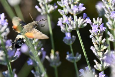 Galio the sfenks, nektar toplamak için, lavanta kokulu çiçekler üzerinde uçar. Galio sfenks, nektar toplamak için, lavanta kokulu çiçekler üzerinde uçar.