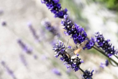 Galio the sfenks, nektar toplamak için, lavanta kokulu çiçekler üzerinde uçar. Galio sfenks, nektar toplamak için, lavanta kokulu çiçekler üzerinde uçar.