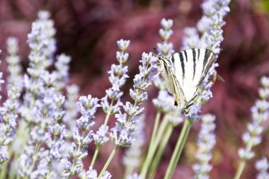 Güzel kelebek, lavanta kokulu çiçekler üzerinde duran.
