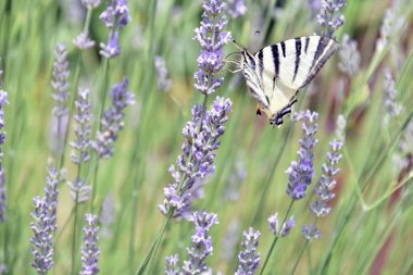 Beyaz ve siyah kanatları ile güzel kelebek, lavanta kokulu çiçekler üzerinde uçar.