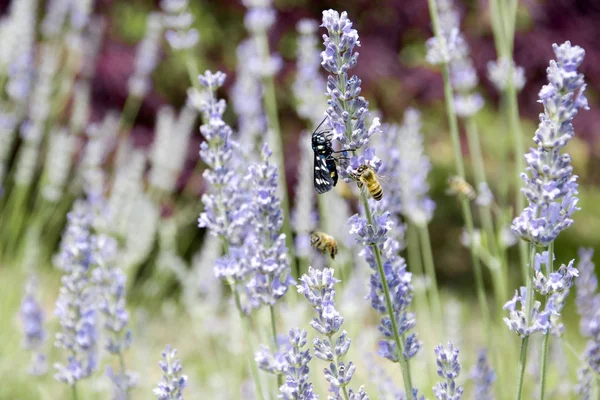 The bees fly over the fragrant lavender flowers to collect the nectar.