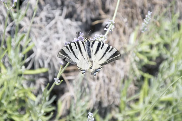 Krásný Motýl Bílými Černými Křídly Létá Vonné Květy Levandulových — Stock fotografie