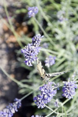 Beyaz ve siyah kanatları ile güzel kelebek, lavanta kokulu çiçekler üzerinde uçar.