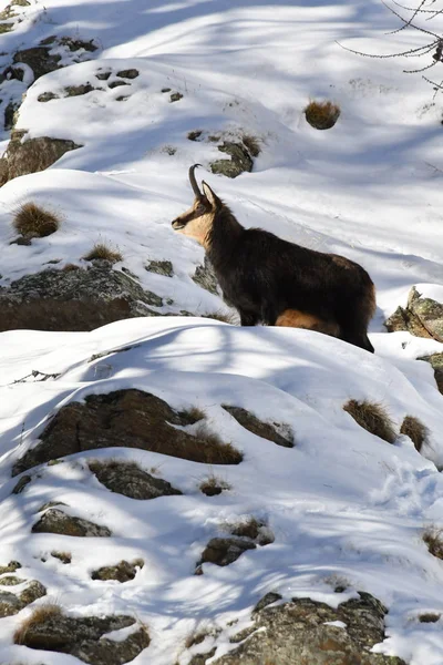 The young chamois observes carefully from the top of the snowy rocks.