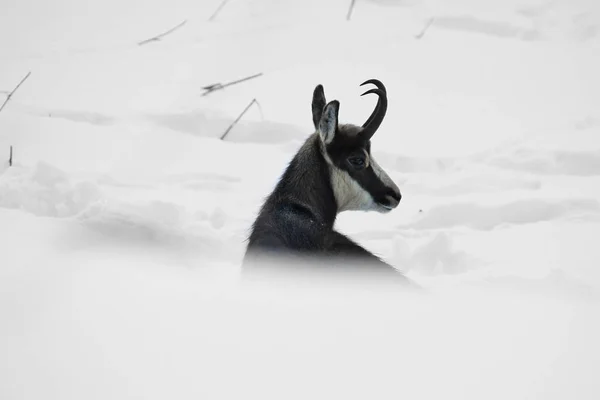 The young chamois observes carefully from the top of the snowy rocks.