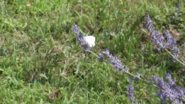 Lahana kelebeği, güzel beyaz kelebek, lavanta çiçekleri nektar arıyor