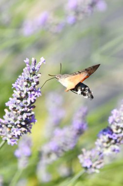 Galio sfenks, nektar arayışı içinde, lavanta kokulu çiçekler üzerinde hızlı uçar.