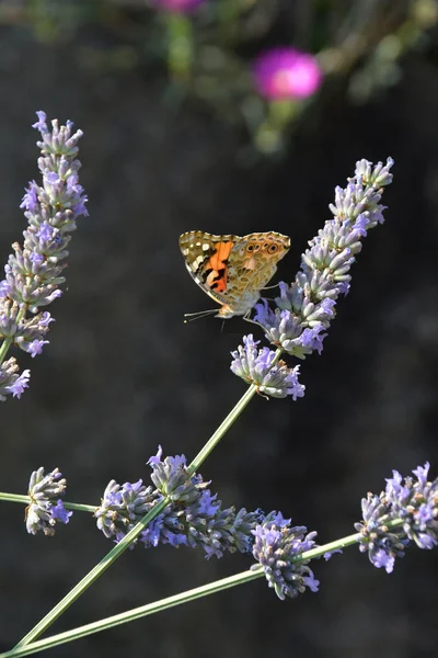 Bellissimo Esemplare Vanessa Cardui Sul Fiore Lavanda — Foto Stock