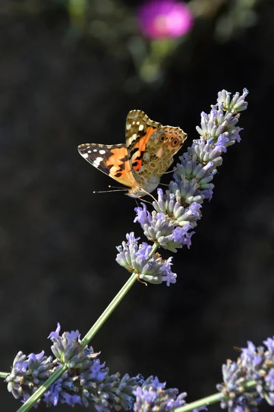 Bellissimo Esemplare Vanessa Cardui Sul Fiore Lavanda — Foto Stock