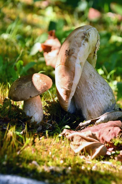 Deliciosos Frescos Hongos Porcini Que Encuentran Bosque —  Fotos de Stock