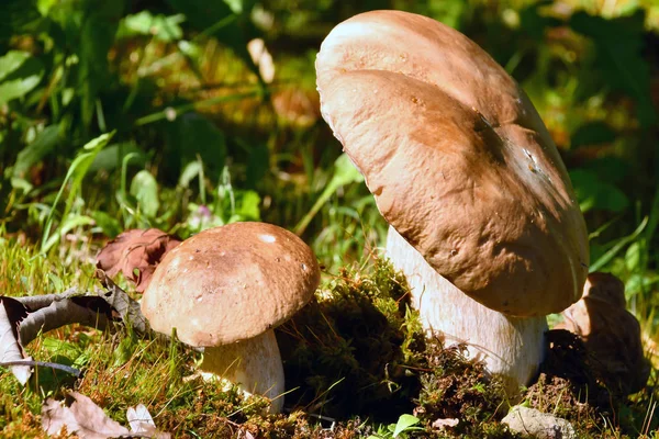 Deliciosos Frescos Hongos Porcini Que Encuentran Bosque —  Fotos de Stock