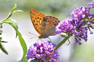 Nektar arayışı içinde çiçekler üzerinde kelebek