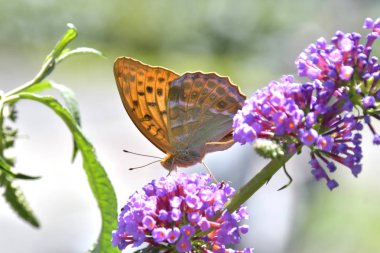 Nektar arayışı içinde çiçekler üzerinde kelebek
