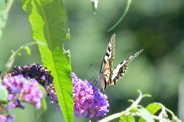 Farfalla Sui Fiori Cerca Nettare — Foto Stock