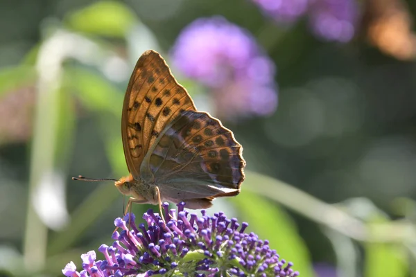 Farfalla Sui Fiori Cerca Nettare — Foto Stock