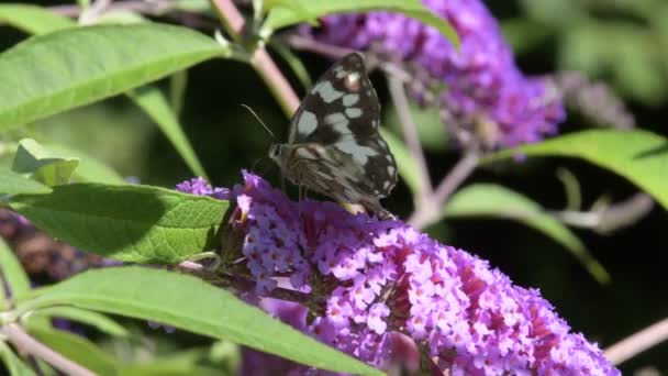 Πεταλούδα Πετάει Πάνω Στο Φούξια Λουλούδι Στον Κήπο — Αρχείο Βίντεο