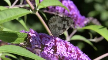 Kelebek bahçedeki fuşya çiçeğinin üzerinde uçuyor..