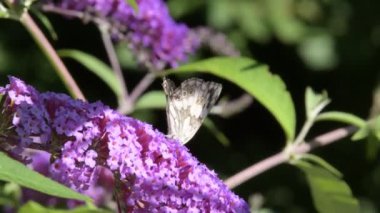 Kelebek bahçedeki fuşya çiçeğinin üzerinde uçuyor..