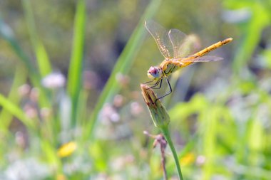 Yusufçuk çiçek sapında dinlenir.