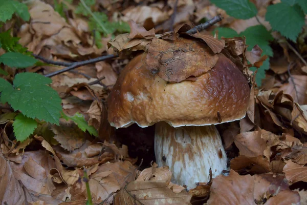 Le cèpes, dans l'herbe de la forêt — Photo