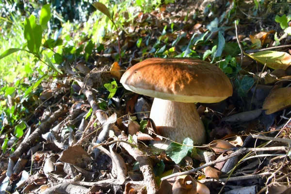 Le cèpes, dans l'herbe de la forêt — Photo