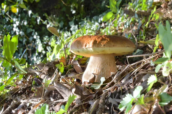 Le cèpes, dans l'herbe de la forêt — Photo