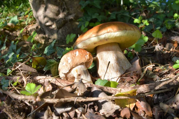 The porcino mushroom, in the grass of the forest — Stock Photo, Image