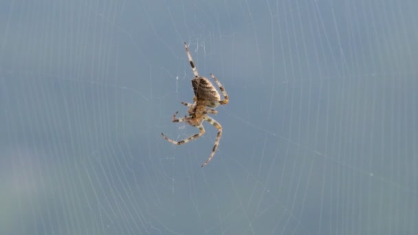 Die Spinne webt das Netz. — Stockvideo