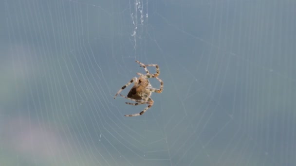 Pavouk splétá pavučinu. — Stock video