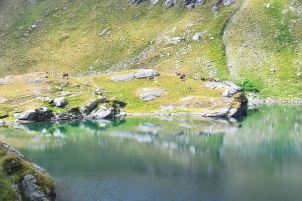Colorful Alpine Lake Brenguez — Stock Photo, Image