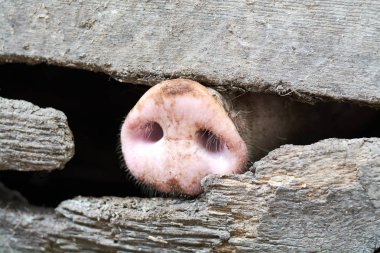 Domuz burunlu. Burnuna odaklan. Sığ alan derinliği.