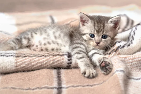 küçük gri kedi yavrusu üzerinde bej ekose yalan. küçük şirin kedi.