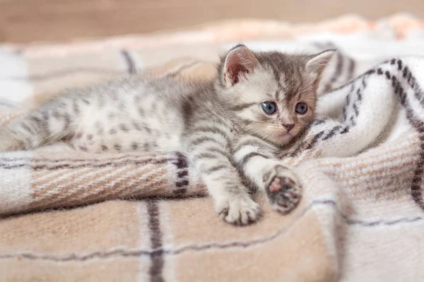 küçük gri kedi yavrusu üzerinde bej ekose yalan. küçük şirin kedi.