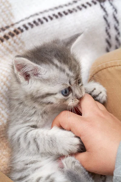 Een Grijze Fluffy Kat Speelt Een Plaid — Stockfoto