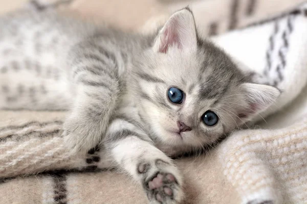 küçük gri kedi yavrusu üzerinde bej ekose yalan. küçük şirin kedi.