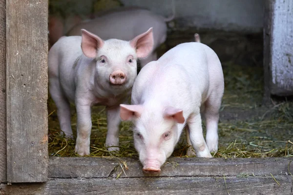 Dos Cerditos Lindos Granja Creciendo Cerdos Retrato Animal Imagen de stock