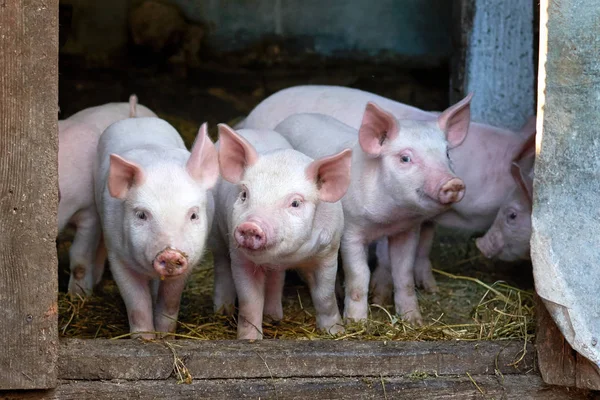 Malé Roztomilé Prasat Farmě Rostoucí Prasata Portrét Zvířat — Stock fotografie