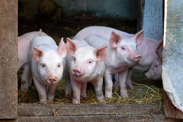 little cute pigs on the farm. Growing pigs. Portrait of an animal
