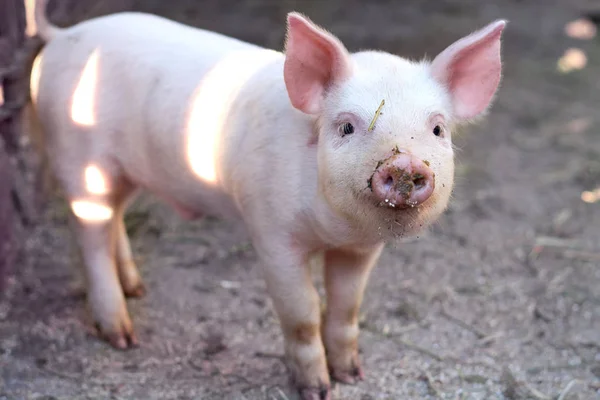 Carino Porcellino Nel Fango — Foto Stock