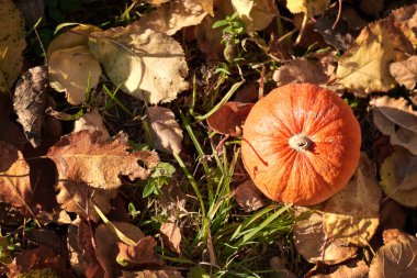 Sonbahar kabak. turuncu parlak güneş ışığı altında yeşil çimenlerin üzerinde kabak. Şükran günü. Cadılar Bayramı. Pumpkins.Autumn sezon hasat. Sonbahar 