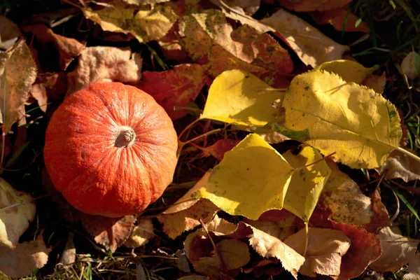 Herfst Pompoen Oranje Pompoen Het Groene Gras Fel Zonlicht Thanksgiving — Stockfoto