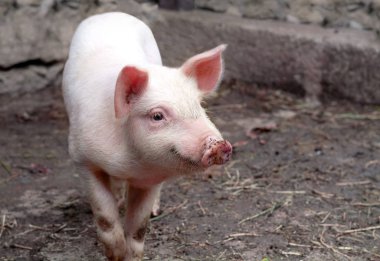 sevimli küçük domuzcuk çamur