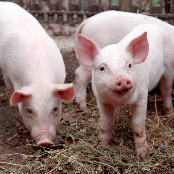 Dos Cerditos Lindos Granja Creciendo Cerdos Retrato Animal Fotos de stock