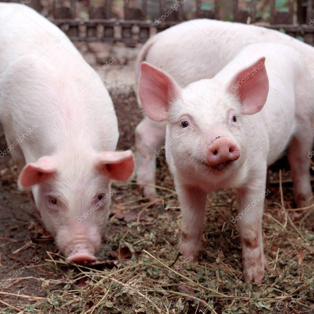 Two little cute pigs on the farm. Growing pigs. Portrait of an animal