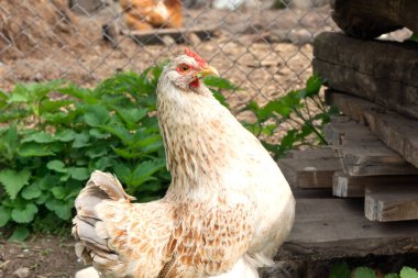 tavuk ile tavuk açık havada yeşil bir çim üzerinde otlatılır. 