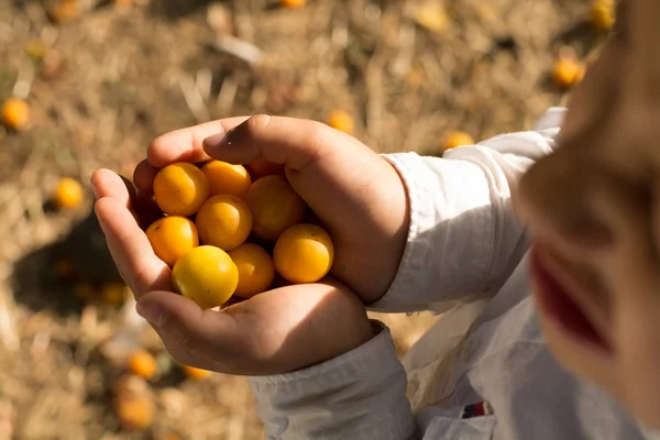Cheerful boy holding a handful of ripe yellow plums — Stock Photo, Image