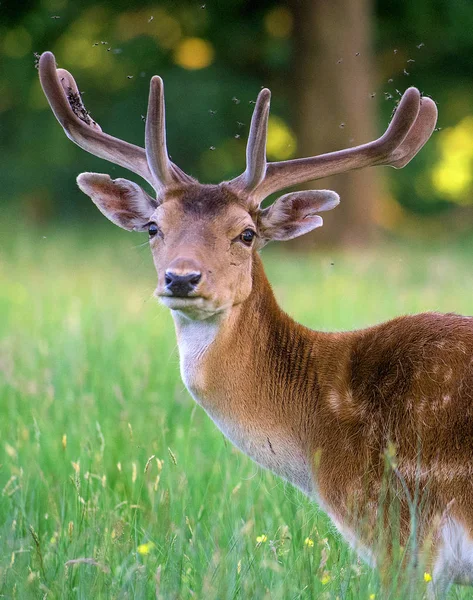 ᐈ Cara de venado imágenes de stock, dibujos caras de venados
