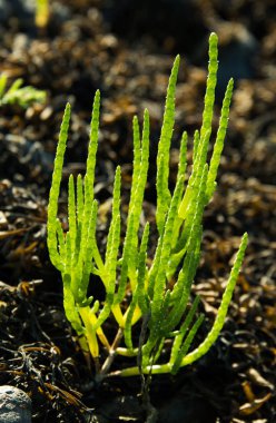 Vahşi Samphire veya Glasswort (Salicornia europaea), Galler, Birleşik Krallık