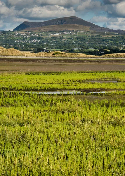 Vahşi Samphire veya Glasswort (Salicornia europaea), Galler, Birleşik Krallık
